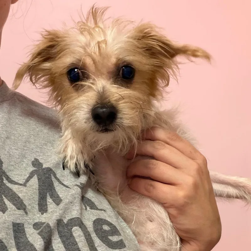 A young small-sized male Miniature Schnauzer dog named Vanilla for adoption in Webster, TX