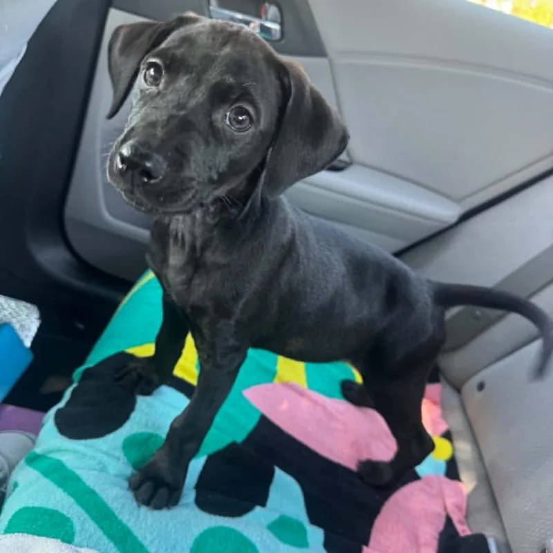 A baby large-sized male Black Doberman Pinscher dog named Jett Chino Hills Location for adoption in Chino Hills, CA