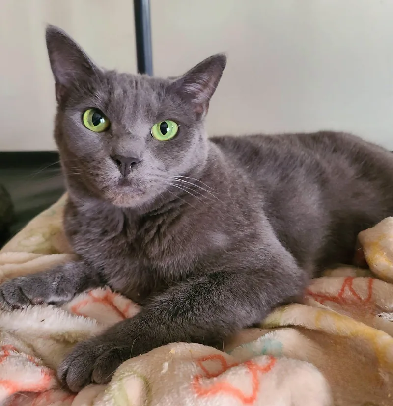 An adult medium-sized female Gray / Blue / Silver Domestic Short Hair cat named Meredith Grey for adoption in Ellijay, GA