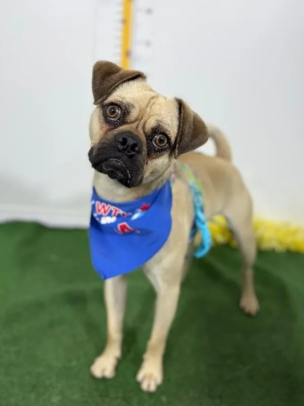 A young small-sized male Yellow / Tan / Blond / Fawn Pug dog named Buttercup for adoption in Carlsbad, CA