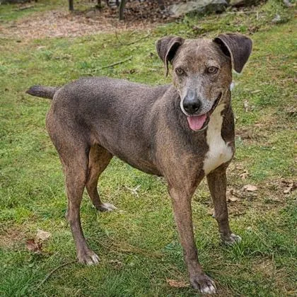 A senior medium-sized female Mountain Cur dog named Reba for adoption in Dahlonega, GA