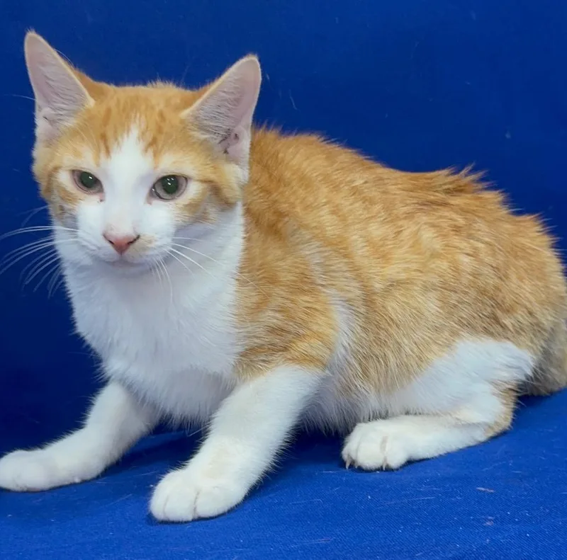 A baby small-sized male Domestic Medium Hair cat named Carter for adoption in Ruston, LA