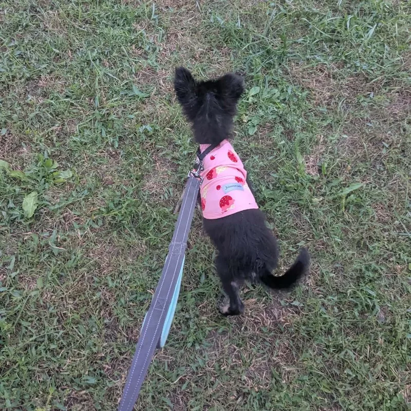 A baby small-sized female Black Mixed Breed dog named Dusk for adoption in Buffalo, MN