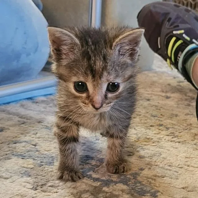 A baby small-sized female Brown / Chocolate Domestic Short Hair cat named Wren for adoption in Hedgesville, WV