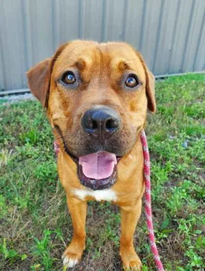 An adult medium-sized male Red / Chestnut / Orange Labrador Retriever dog named Charlie for adoption in Williamsport, PA