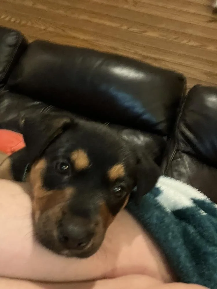A baby medium-sized male Tricolor (Brown, Black, & White) Shepherd dog named Ashi for adoption in Clinton Township, MI