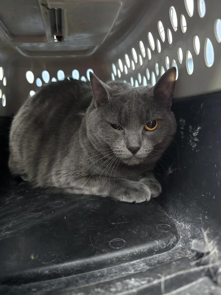 An adult small-sized female Gray / Blue / Silver Domestic Short Hair cat named Ninja for adoption in Evansville, IN