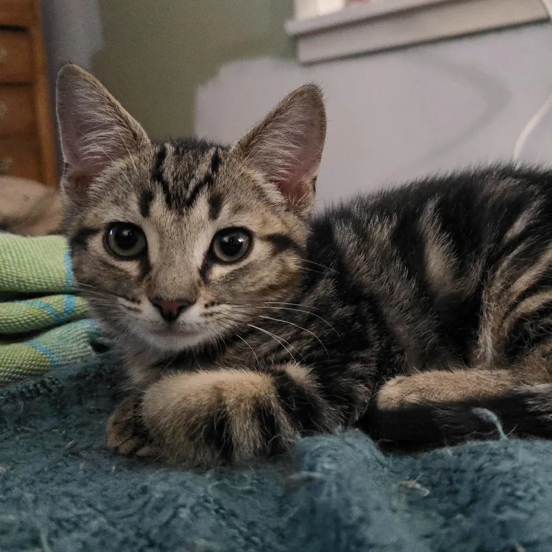 A baby medium-sized male Tabby (Brown / Chocolate) Domestic Short Hair cat named Daffodil for adoption in Kenhorst, PA