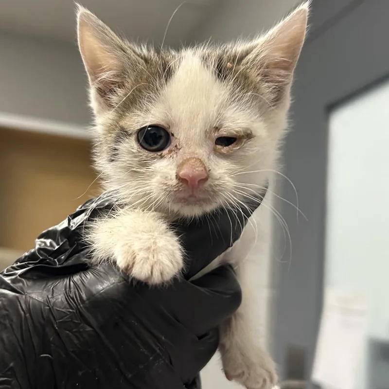 A baby small-sized female Domestic Medium Hair cat named Xanadu for adoption in Greenville, SC
