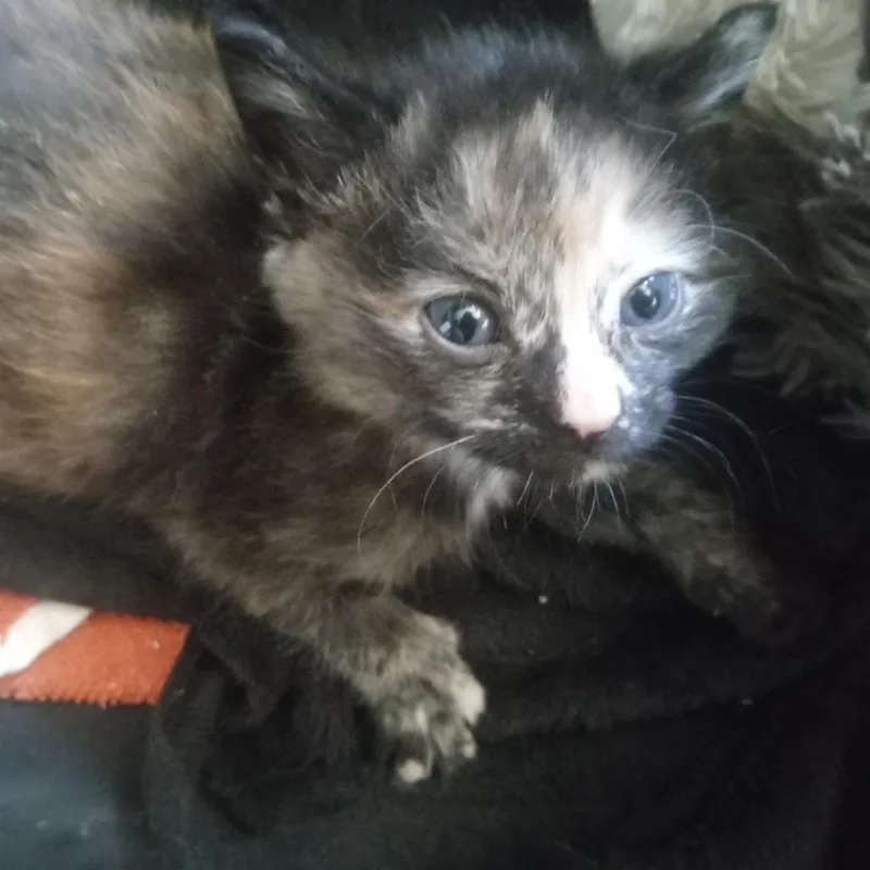 Jiggleat Petco thumbnail 2