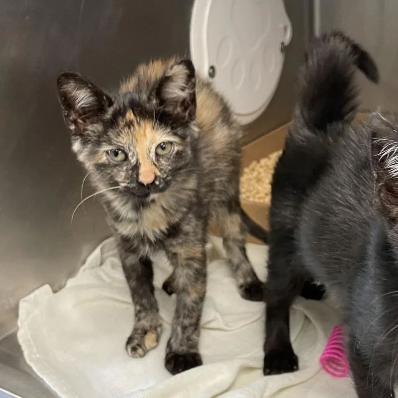 Jiggleat Petco thumbnail 3