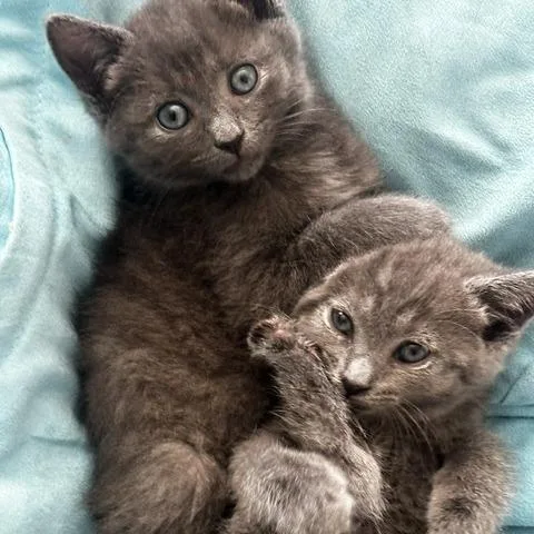 A baby small-sized female Domestic Short Hair cat named Hot Pocket for adoption in Kennebunk, ME