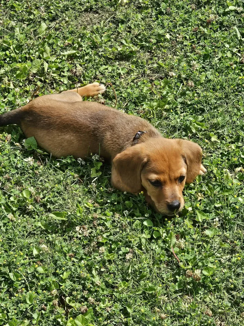 A baby medium-sized male Brown / Chocolate Beagle dog named Scout for adoption in Union Grove, WI