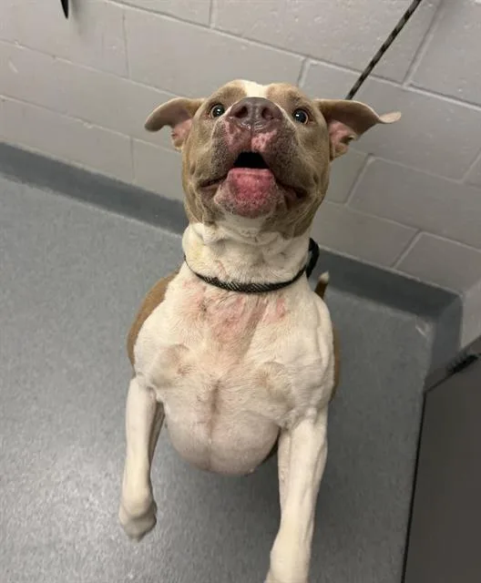 An adult medium-sized male Pit Bull Terrier dog named Rj for adoption in Indianapolis, IN