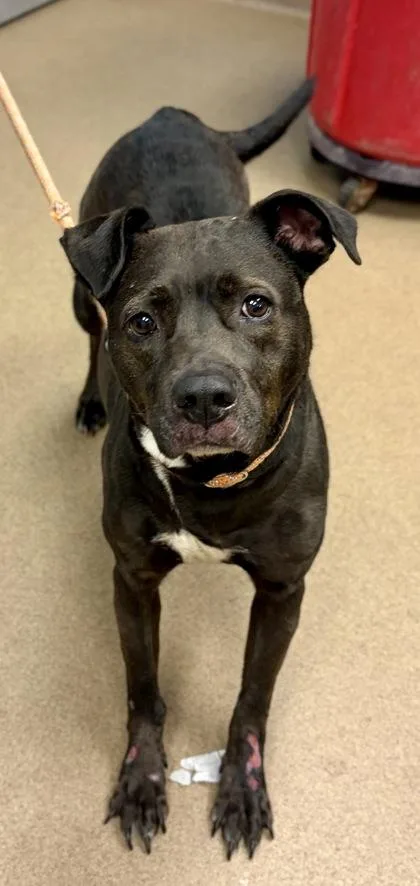 An adult large-sized female Mixed Breed dog named Vespa for adoption in Chamblee, GA