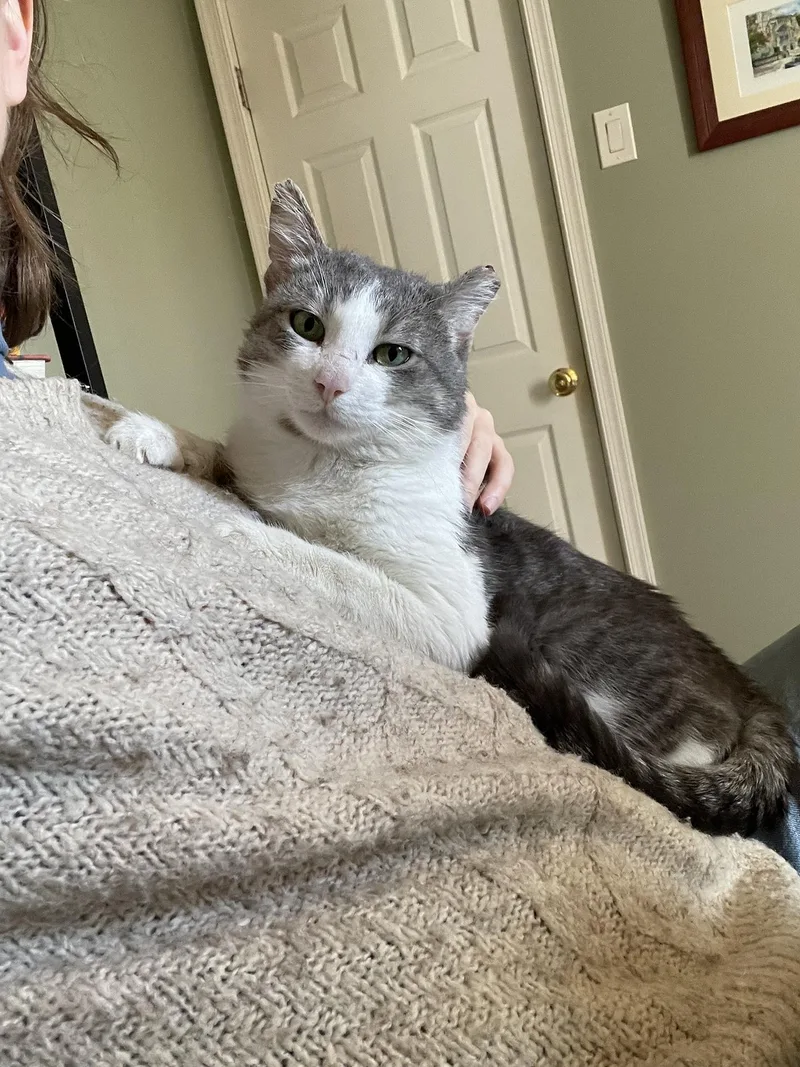 Wallace Shawn thumbnail 2