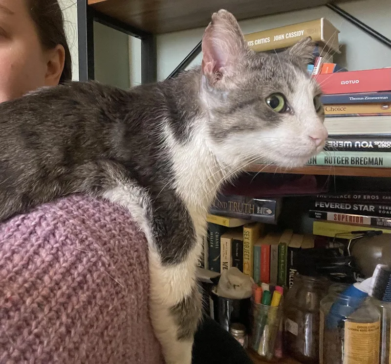 Wallace Shawn thumbnail 3