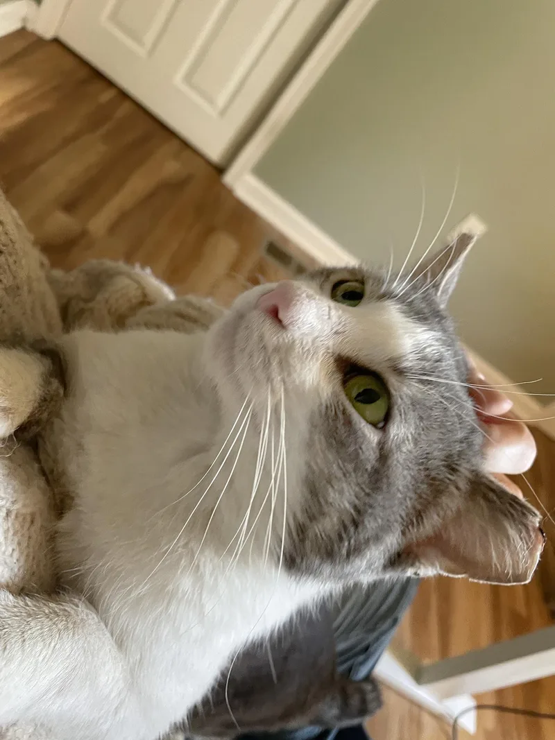 Wallace Shawn thumbnail 4