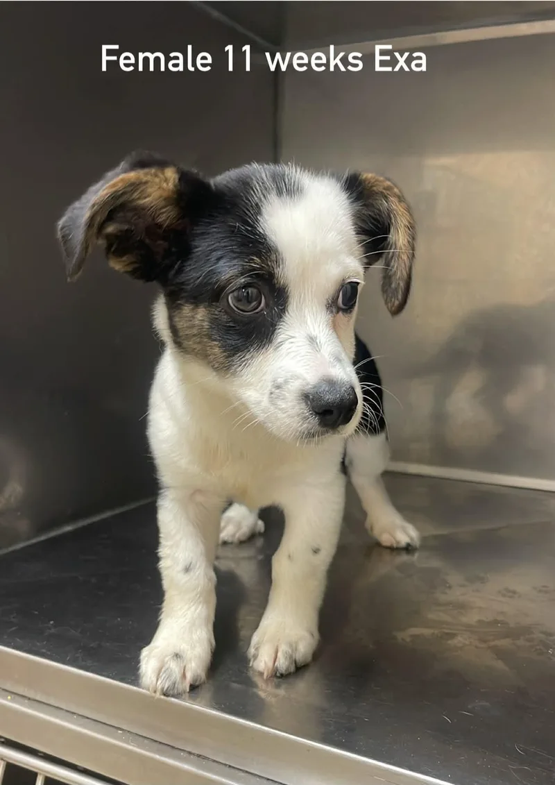 A baby medium-sized female Tricolor (Brown, Black, & White) Terrier dog named Exa for adoption in Fort Payne, AL