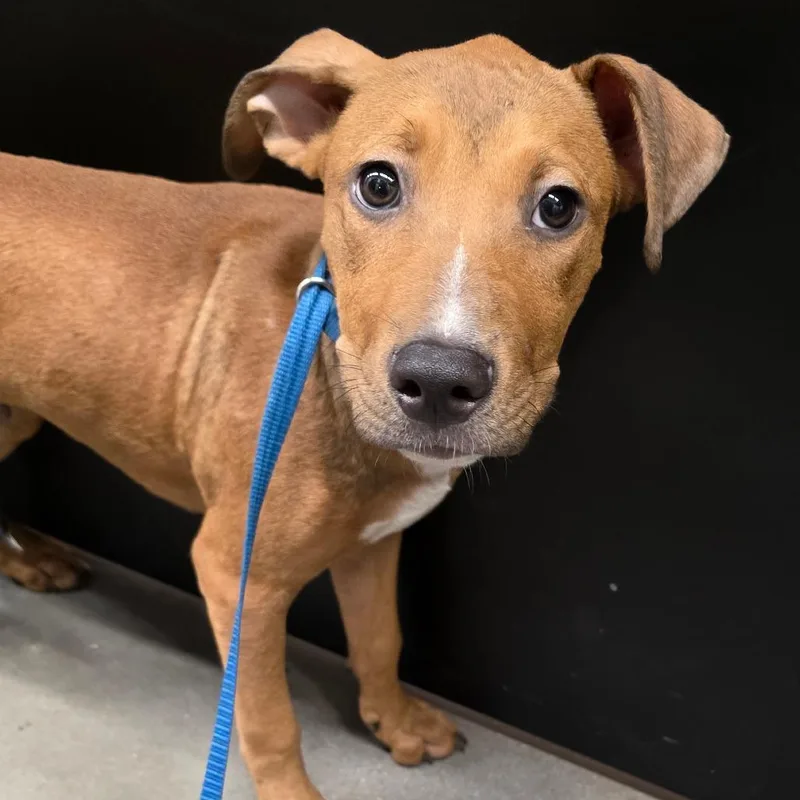 A young large-sized male Brown / Chocolate Terrier dog named Pancake for adoption in Tampa, FL