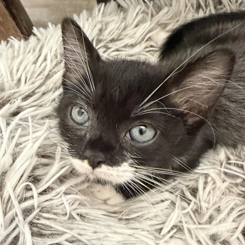 A baby small-sized female Black Domestic Short Hair cat named Pepper for adoption in Los Angeles, CA