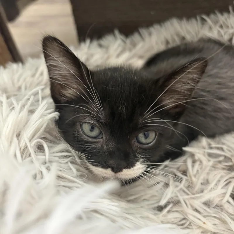 Pepper thumbnail 2