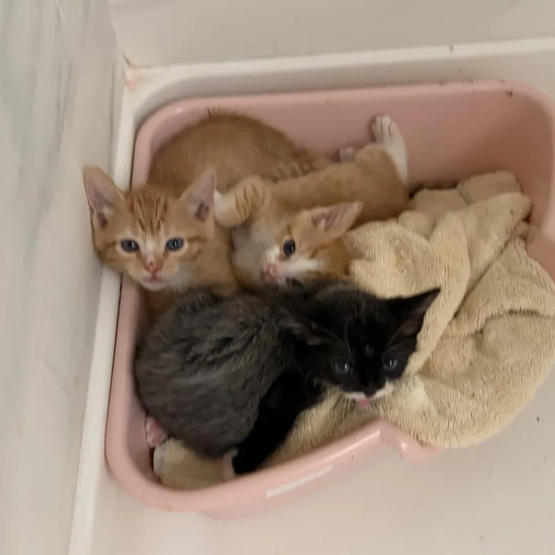 Pepper thumbnail 3