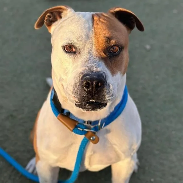 A young medium-sized male Pit Bull Terrier dog named Chip for adoption in Las Vegas, NV