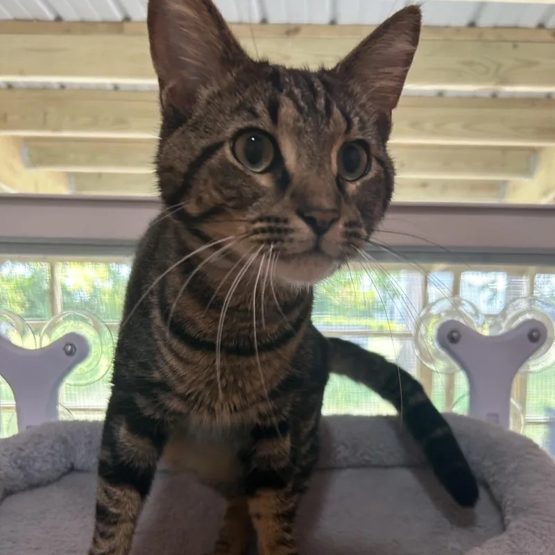 An adult medium-sized male Brown / Chocolate Domestic Short Hair cat named Buster for adoption in Muncie, IN