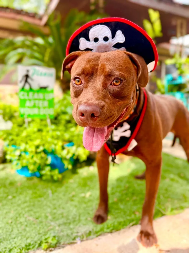 A young medium-sized female Staffordshire Bull Terrier dog named Coco for adoption in Gregory, TX
