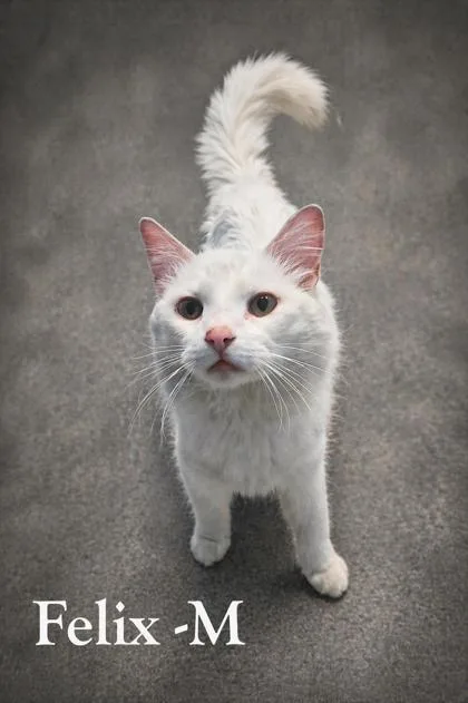 An adult medium-sized male Maine Coon cat named Felix for adoption in Guntersville, AL