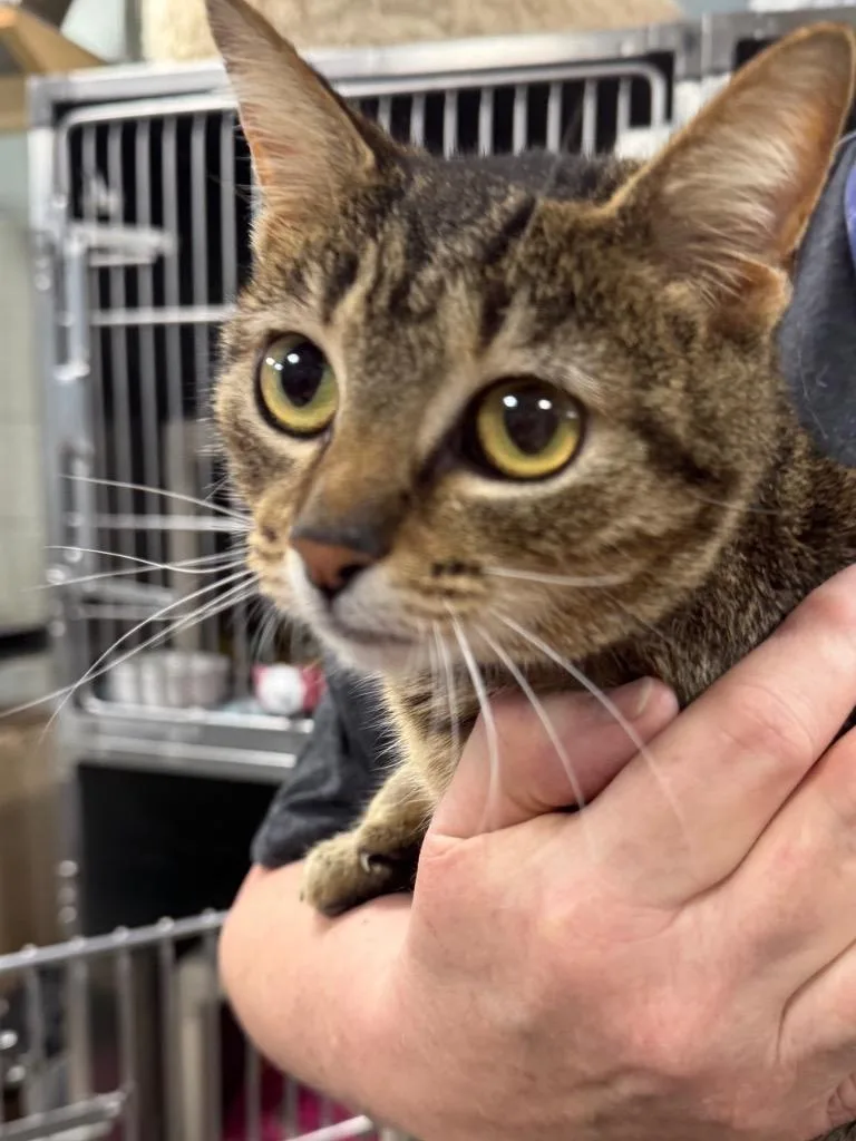 A young small-sized female Domestic Short Hair cat named Ava for adoption in New Manchester, WV