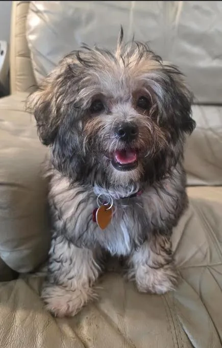 A baby small-sized female Bicolor Miniature Poodle dog named Mocha for adoption in Manvel, TX
