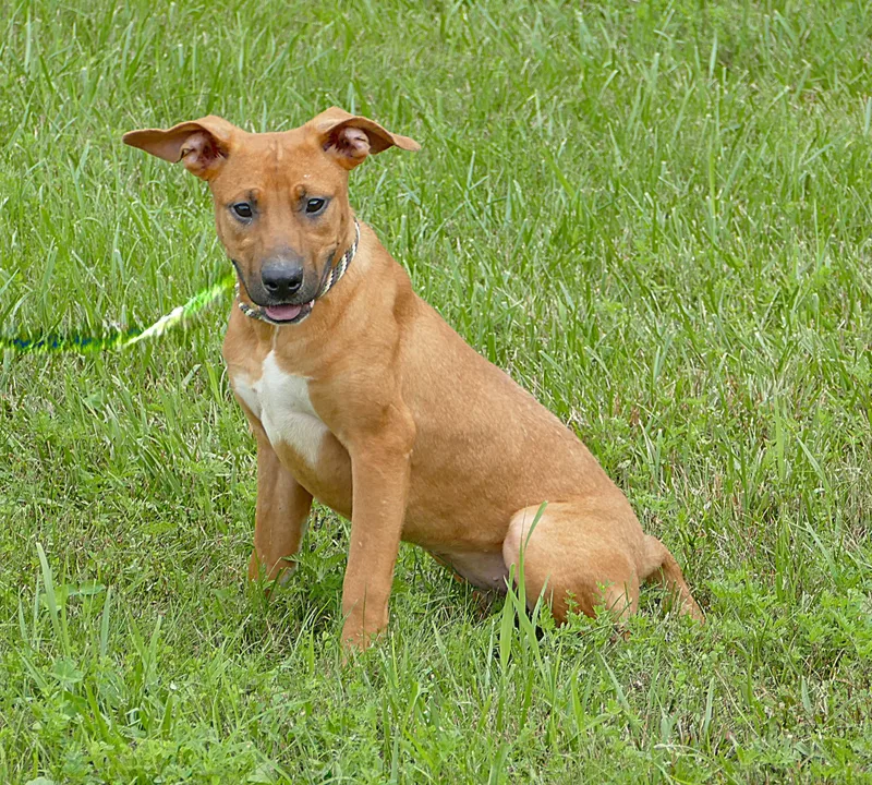 A young medium-sized female Brown / Chocolate Boxer dog named Lotti for adoption in Beechbottom, WV