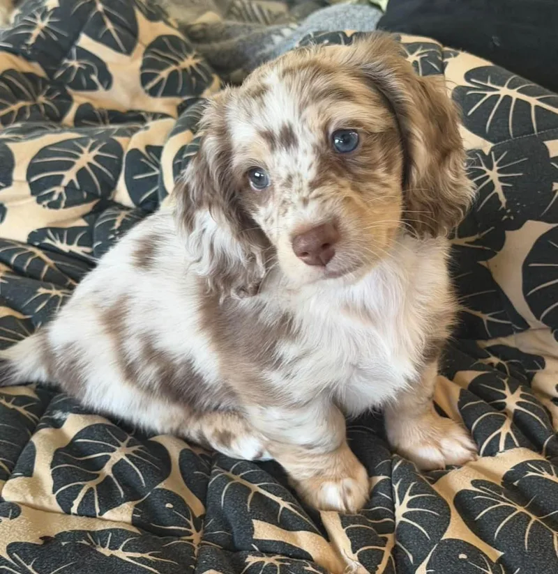 A young small-sized male Dachshund dog named Twiggy for adoption in Reddick, FL