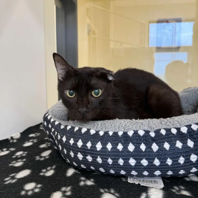 A senior medium-sized male Black Domestic Short Hair cat named Nemo for adoption in Beaumont, TX