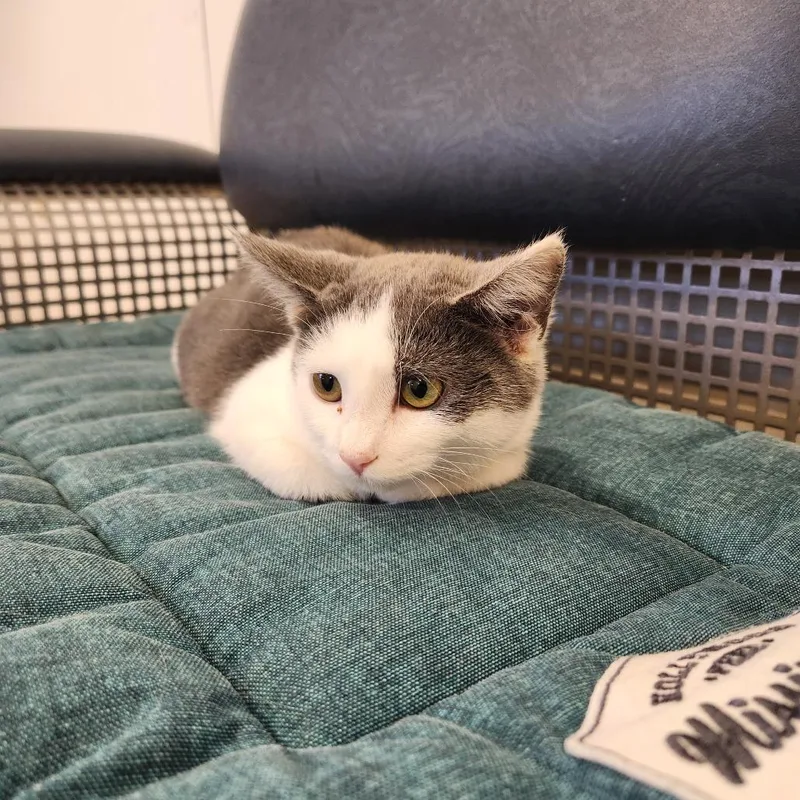 A baby small-sized female Domestic Short Hair cat named Marley for adoption in Delaware, OH