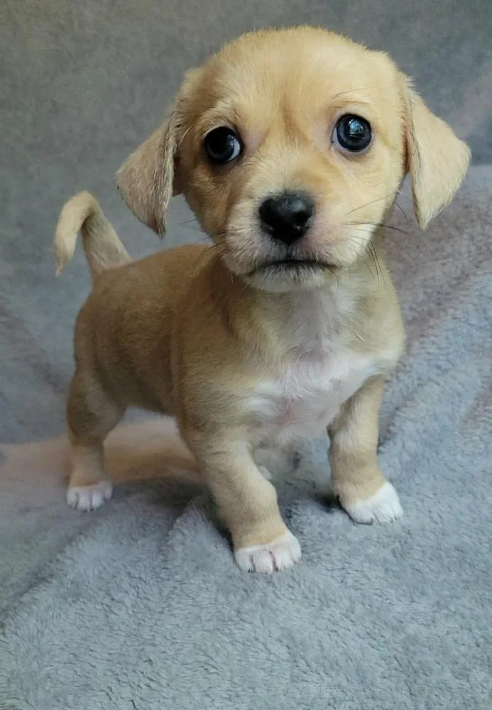 A baby small-sized male Shih Tzu dog named Badger for adoption in China Township, MI