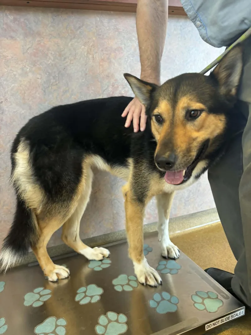 An adult medium-sized female German Shepherd Dog dog named Freja for adoption in Ventura, CA