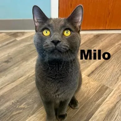Milo