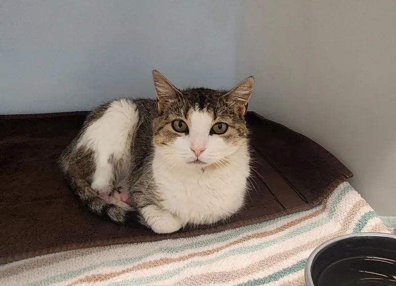 An adult medium-sized female Calico Domestic Short Hair cat named Clover for adoption in Stanley, VA