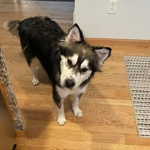 An adult medium-sized male Black Husky dog named Balto for adoption in Alma, WI