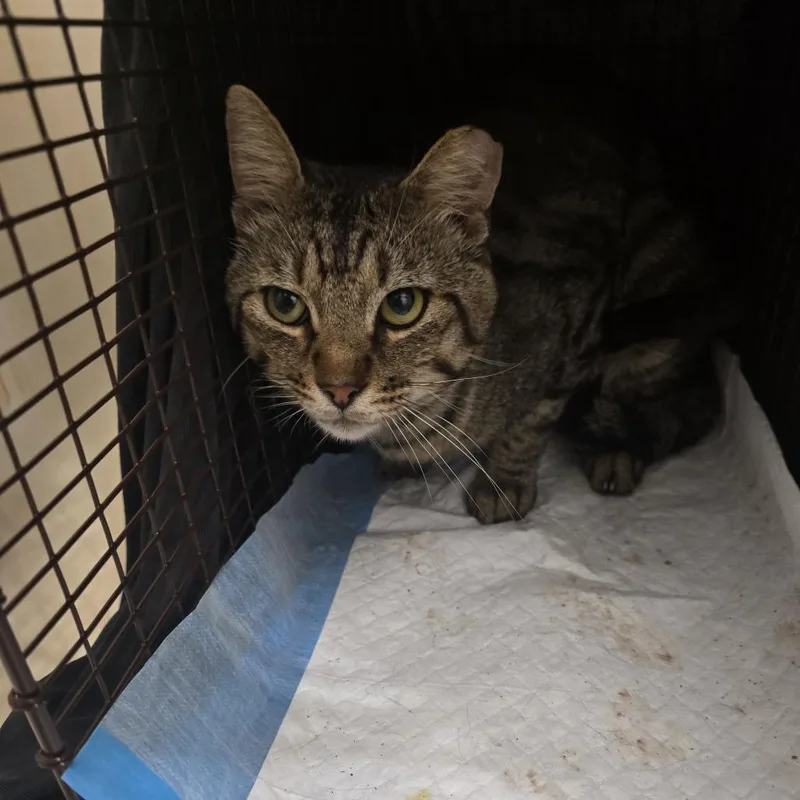 An adult medium-sized male Brown / Chocolate Domestic Short Hair cat named Desmodeous for adoption in Leander, TX