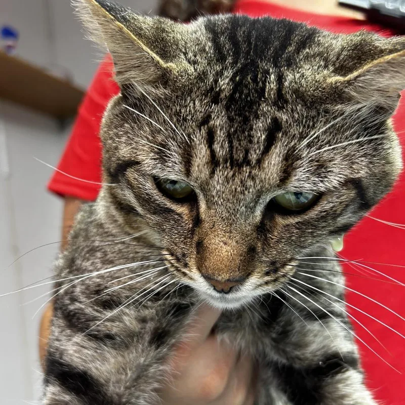 Desmodeous thumbnail 2