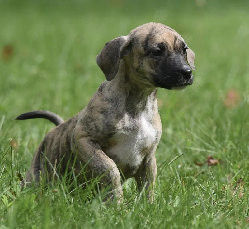 A baby medium-sized male Terrier dog named Sully for adoption in Mechanicsburg, PA