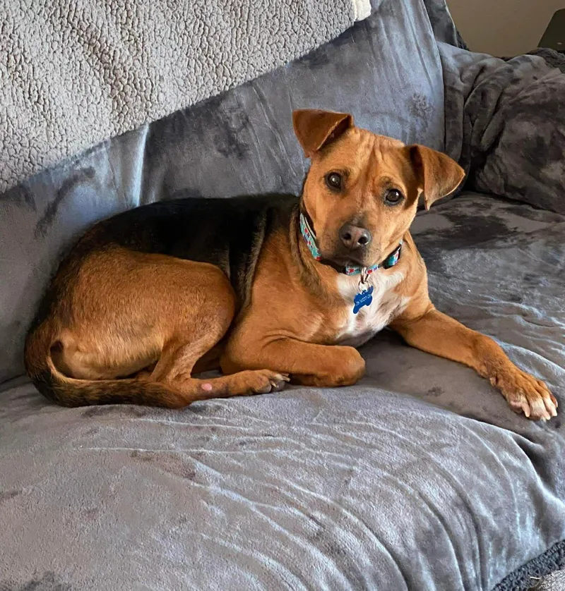 An adult medium-sized female Brindle Pit Bull Terrier dog named Hope for adoption in Souderton, PA