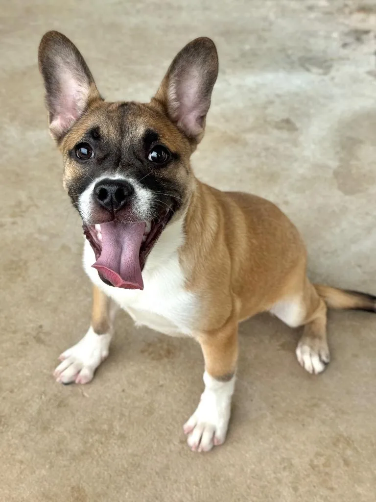A baby medium-sized male Shepherd dog named Bentley for adoption in Canyon Lake, TX