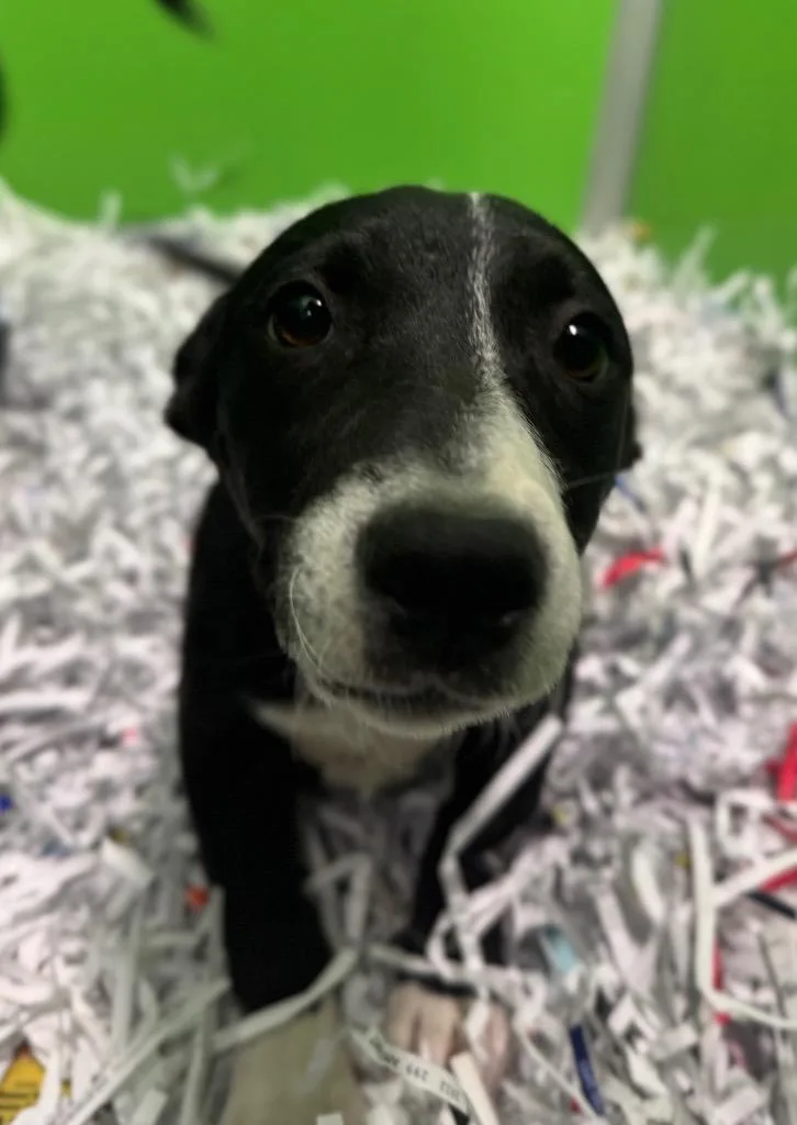 A baby medium-sized female Mixed Breed dog named Spork for adoption in Danielsville, GA