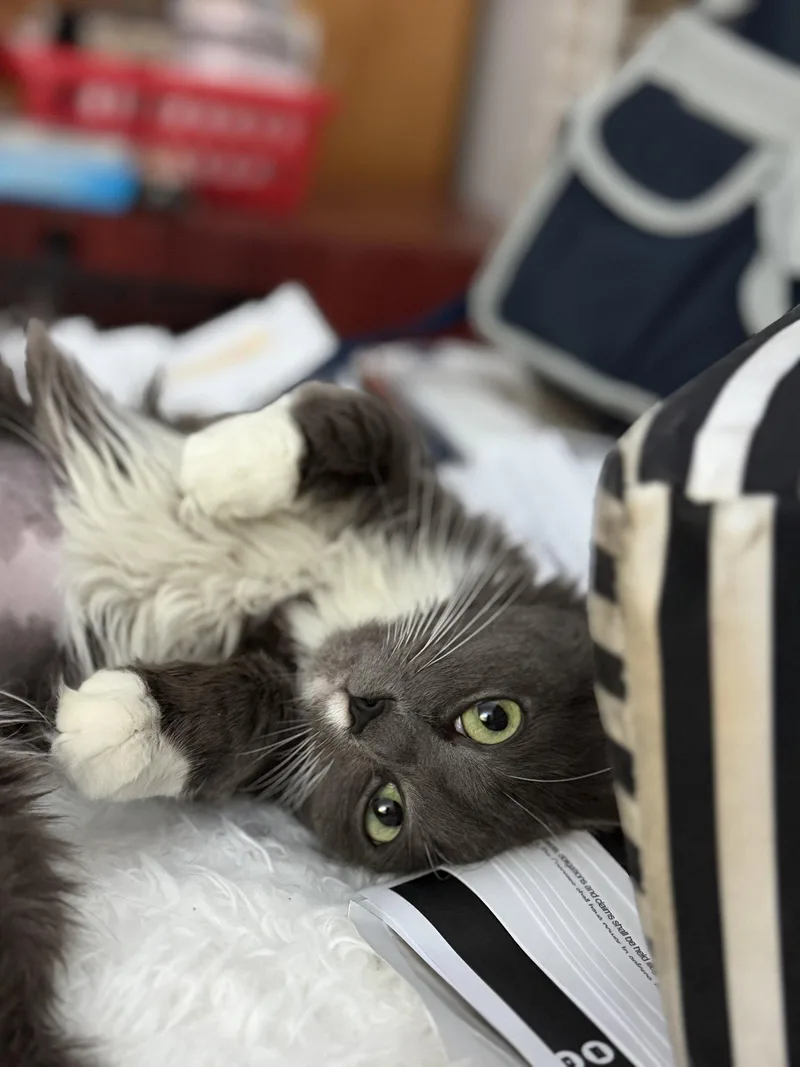 Kate Spayed thumbnail 3