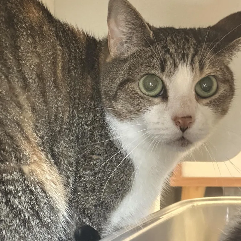 An adult medium-sized female Calico Domestic Short Hair cat named Evie for adoption in Franklin, TN